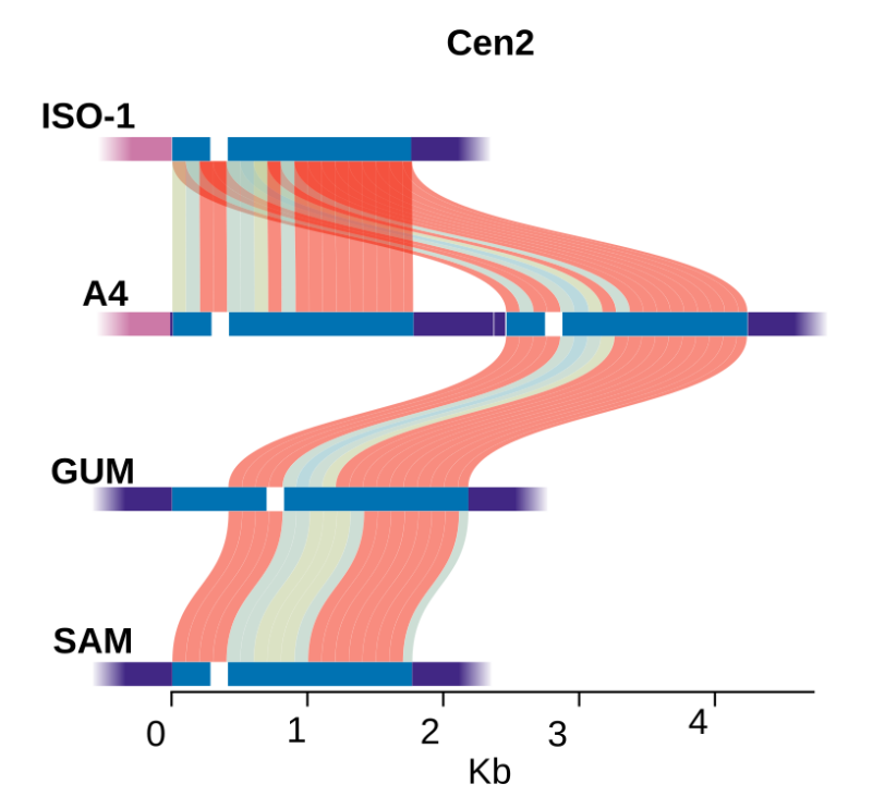 centromere variation