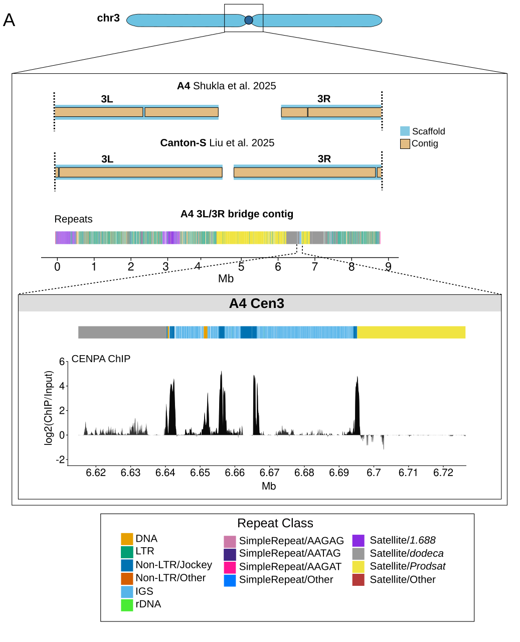 centromere variation preprint